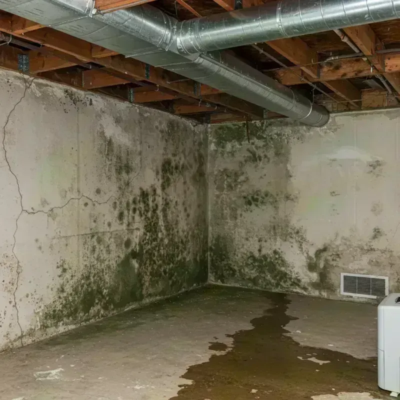 Professional Mold Removal in Sumner, IL